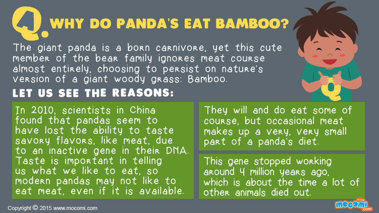 Why do Pandas eat Bamboo?