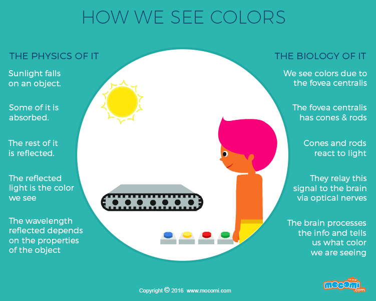 How do we see Color?