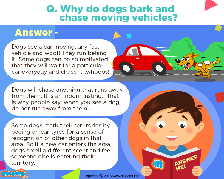 Why Dogs Bark at Cars?