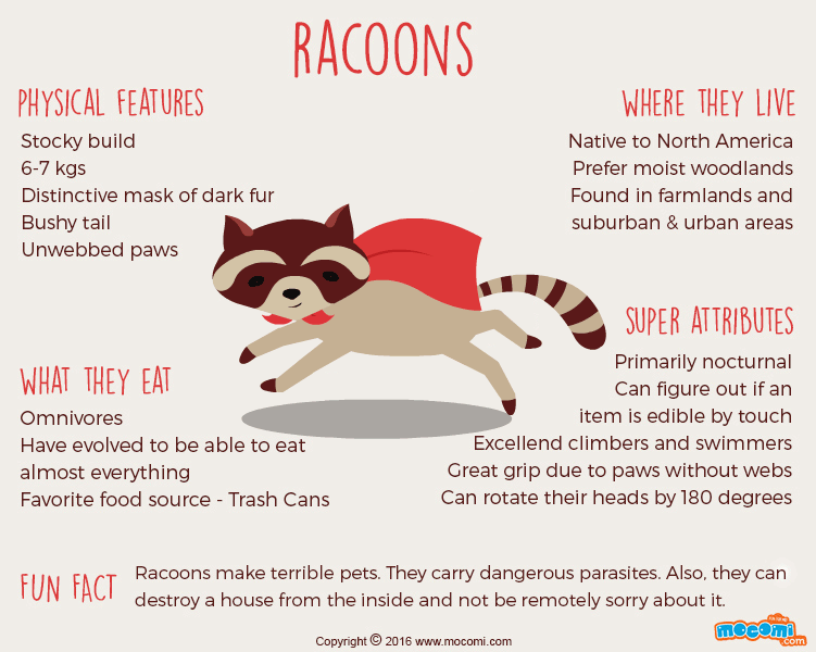 Facts about Raccoons