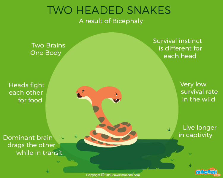 Two Headed Snakes