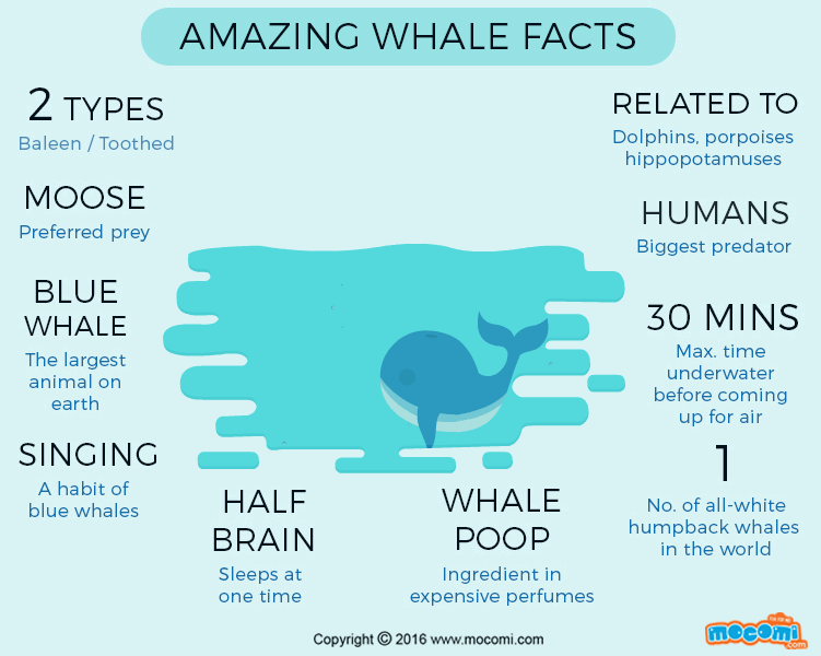 Whale Facts and Information