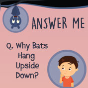 Why do Bats hang upside down?