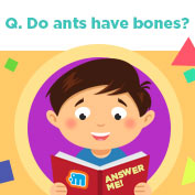 Do Ants have Bones?
