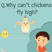 Why can't chickens fly high?