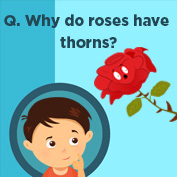 Why do roses have thorns?