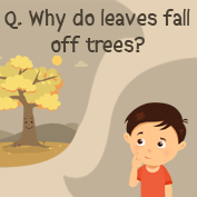 Why do Leaves fall off Trees?