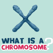 What is a Chromosome?