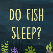 Do fish sleep?