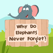Why Do Elephants Never Forget?